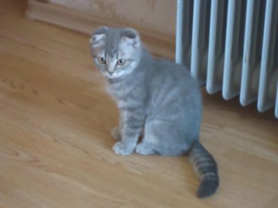 Лот: 4236882. Фото: 1. Шотландская кошечка (скоттиш-фолд... Кошки, котята