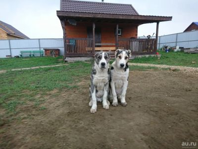 Лот: 13124325. Фото: 1. Щенки среднеазиатской овчарки... Собаки, щенки