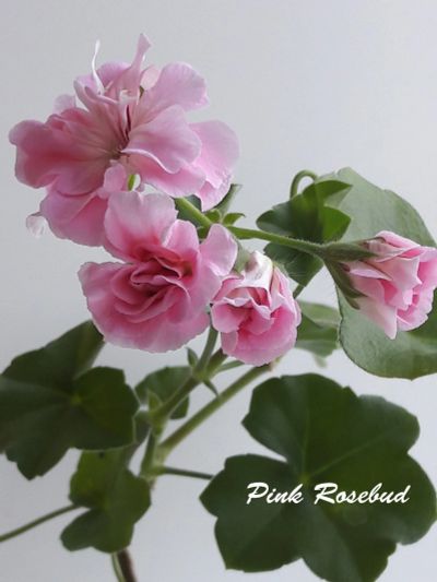 Лот: 12050986. Фото: 1. Пеларгония Pink Rosebud. Горшечные растения и комнатные цветы