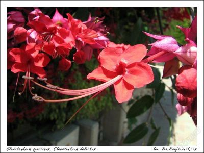 Лот: 1940342. Фото: 1. Клеродендрум специозум (Clerodendrum... Горшечные растения и комнатные цветы