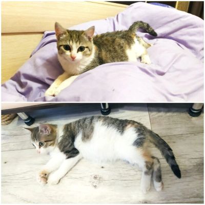 Лот: 16770602. Фото: 1. Котенок девочка. Кошки, котята