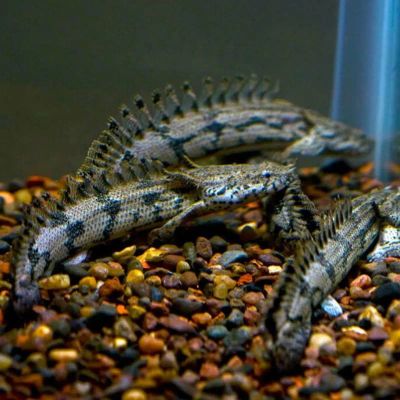 Лот: 20066605. Фото: 1. Полиптерус Эндлихера (Polypterus... Рыбки