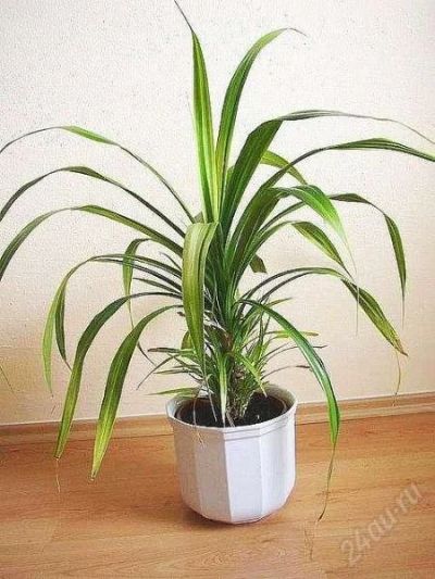 Лот: 133423. Фото: 1. Панданус Вича (Pandanus veitchii... Горшечные растения и комнатные цветы
