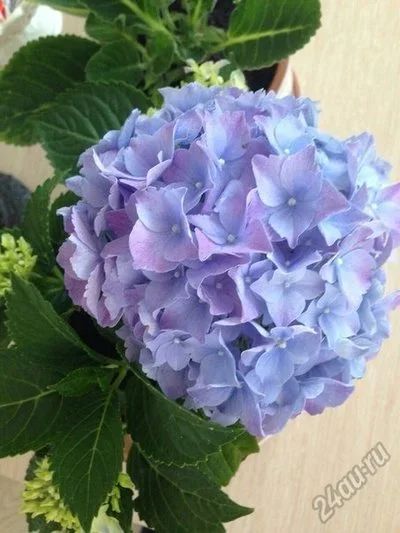 Лот: 5908840. Фото: 1. Гортензия голубая. Горшечные растения и комнатные цветы