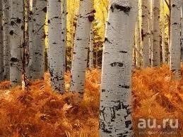Лот: 8068718. Фото: 1. Доска береза. Древесина, пиломатериал