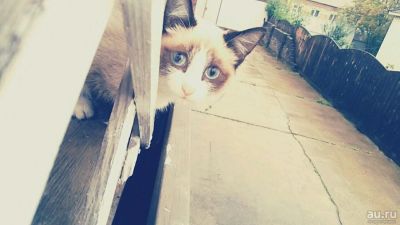 Лот: 10128643. Фото: 1. Отдам даром кошку. Кошки, котята