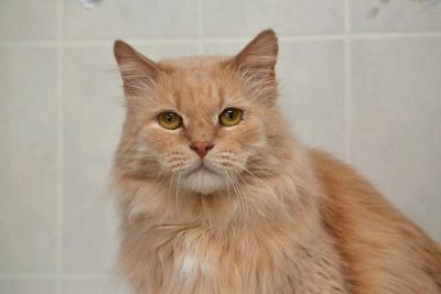 Лот: 12438427. Фото: 1. Кот Рэд в добрые руки!. Кошки, котята