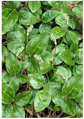 Лот: 6086661. Фото: 1. Боровая матка 50 гр. Другое (красота и здоровье)
