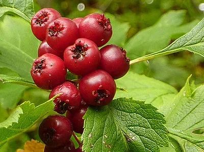 Лот: 9837233. Фото: 1. Боярышник кроваво красный (Crataegus... Фрукты и орехи