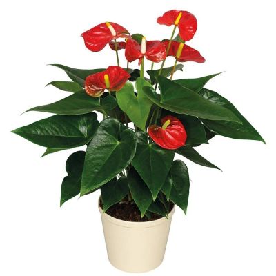 Лот: 20907826. Фото: 1. растение антуриум (интересует... Горшечные растения и комнатные цветы