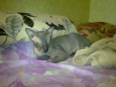 Лот: 2152498. Фото: 1. Отдам донского сфинкса. Кошки, котята