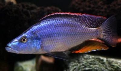 Лот: 3872358. Фото: 1. Цихлида - нож. Dimidiochromis... Рыбки