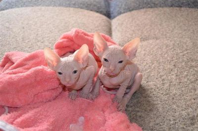 Лот: 2917280. Фото: 1. Котенок донского сфинкса (девочка... Кошки, котята