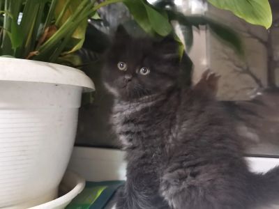 Лот: 16915435. Фото: 1. Персидский чёрный котик. Кошки, котята