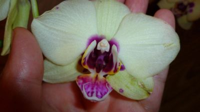 Лот: 4447216. Фото: 1. орхидея фаленопсис D16-отцвел. Горшечные растения и комнатные цветы