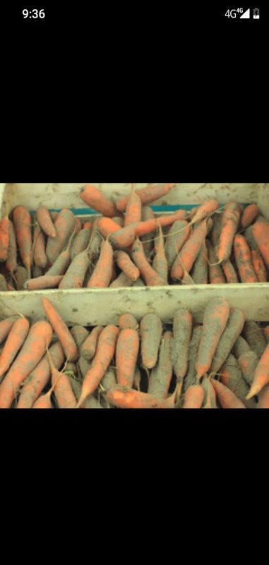 Лот: 17857156. Фото: 1. Морковь домашняя со своего огорода. Овощи, фрукты, зелень