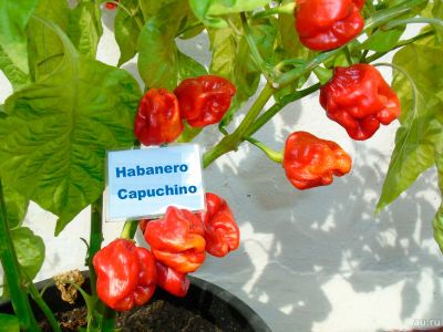 Лот: 17293699. Фото: 1. Семена Habanero Capuchino - Хабанеро... Овощи