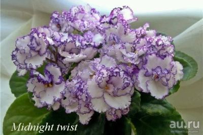 Лот: 10837915. Фото: 1. Фиалка Midnight Twist детка. Горшечные растения и комнатные цветы