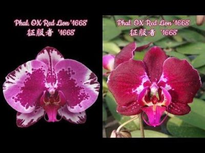 Лот: 18378567. Фото: 1. Орхидея цветущая фаленопсис в... Горшечные растения и комнатные цветы