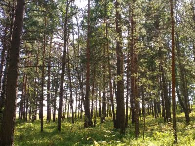 Лот: 17525872. Фото: 1. Куплю дачу или сниму в аренду!. Дачи