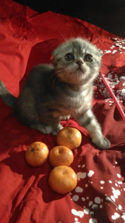Лот: 4959116. Фото: 1. Продается шотландская вислоухая... Кошки, котята