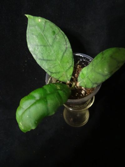 Лот: 16409819. Фото: 1. Хойя-Hoya Poring. Горшечные растения и комнатные цветы