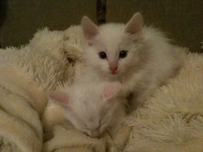 Лот: 6301594. Фото: 1. Ангорский котенок, голубоглазая... Кошки, котята
