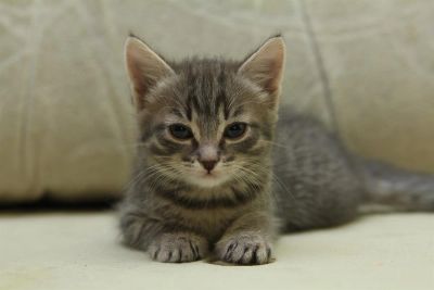 Лот: 3423711. Фото: 1. Котята, котенок, киска. Кошки, котята