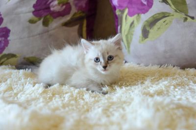 Лот: 9783375. Фото: 1. Невская маскарадная кошечка. Кошки, котята