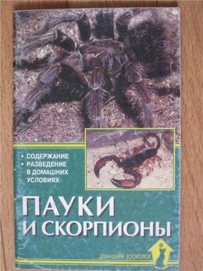 Лот: 11225021. Фото: 1. пауки и скорпионы. Другое (животные и уход)