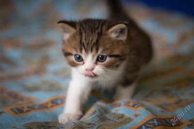 Лот: 2251939. Фото: 1. шотландский шоу котенок. Кошки, котята