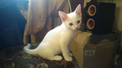 Лот: 5377491. Фото: 1. Одам белого котёнка в хорошие... Кошки, котята