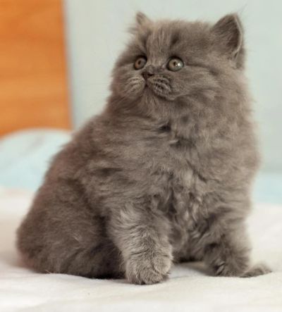 Лот: 4758863. Фото: 1. Британский котенок- уникальный... Кошки, котята