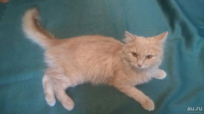 Лот: 9096029. Фото: 1. отдам Кошку рыжию Саншайн. Кошки, котята