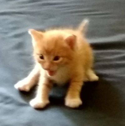 Лот: 14409095. Фото: 1. Милые котята месячного возраста. Кошки, котята