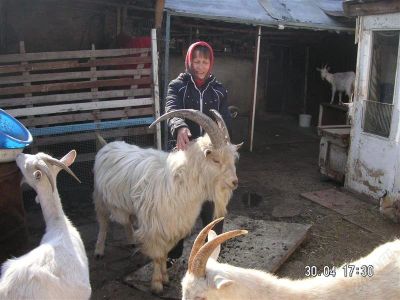 Лот: 1257635. Фото: 1. козы. Остальные животные