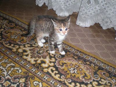 Лот: 1272611. Фото: 1. Отдам котят в хорошие руки. Кошки, котята