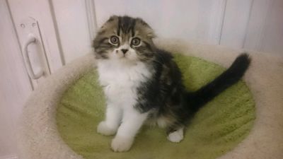 Лот: 11056688. Фото: 1. Хайленд фолд. Кошки, котята