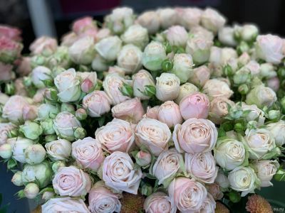 Лот: 16284063. Фото: 1. Розы кустовые «Пиони Перл». Свежие цветы
