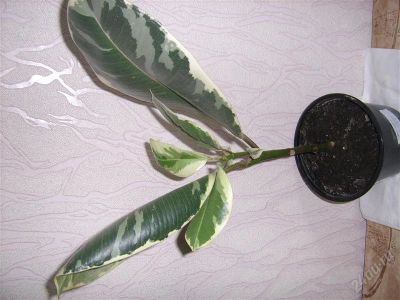 Лот: 893273. Фото: 1. фикус тинеке. Горшечные растения и комнатные цветы