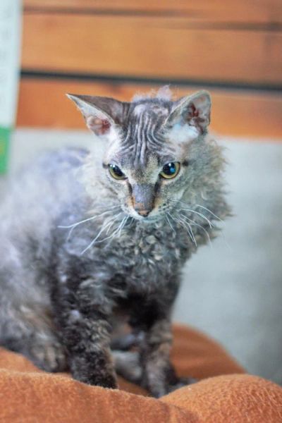 Лот: 4941956. Фото: 1. породистый котик бесплатно. Кошки, котята