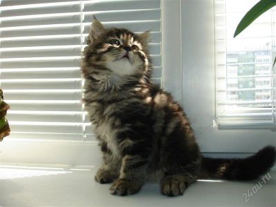 Лот: 1068015. Фото: 1. Котенок британской длинношерстной... Остальные животные