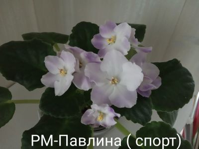 Лот: 17501534. Фото: 1. Фиалка РМ-Павлина (спорт). Горшечные растения и комнатные цветы