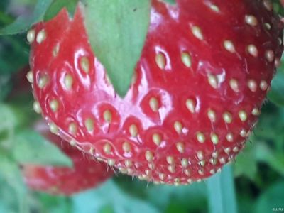 Лот: 14359734. Фото: 1. Рассада Клубники "Фестивальная... Ягоды