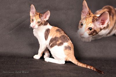 Лот: 4243634. Фото: 1. Кудрявое чудо Корниш Рекс!!. Кошки, котята