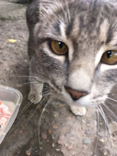 Лот: 10651117. Фото: 1. Кому чудо?. Кошки, котята