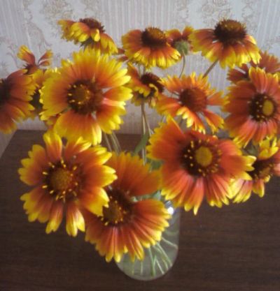 Лот: 9724586. Фото: 1. Гайлардия (многолетник). Садовые цветы