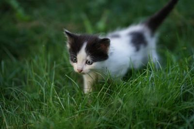 Лот: 12044401. Фото: 1. котята. Кошки, котята
