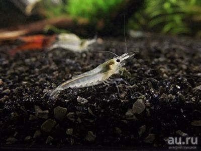 Лот: 8416582. Фото: 1. Креветка снежинка (Neocaridina... Моллюски, ракообразные, кораллы