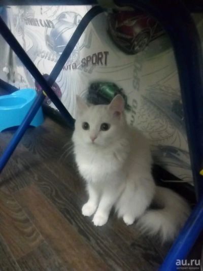 Лот: 13154093. Фото: 1. Умница кошка. Кошки, котята